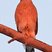 Cooper's Hawk